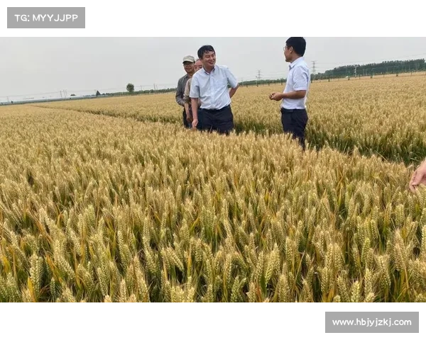 提升小麦国家队表现的三大秘籍